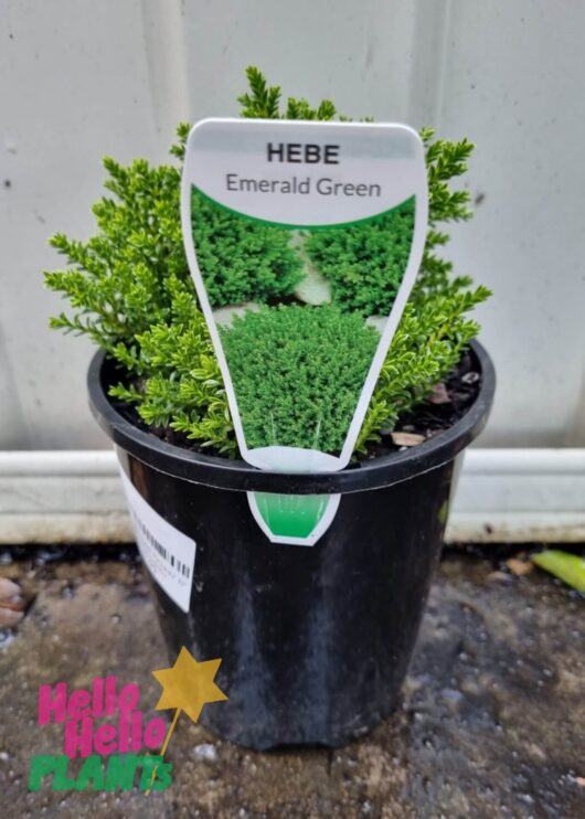 Hebe 'Emerald Green' 6" Pot Growers Flash Sale!