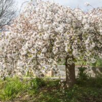 Hello Hello Plants Nursery Melbourne Victoria Australia Prunus Subhirtella alba White Weeping Cherry