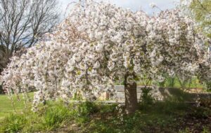 Hello Hello Plants Nursery Melbourne Victoria Australia Prunus Subhirtella alba White Weeping Cherry