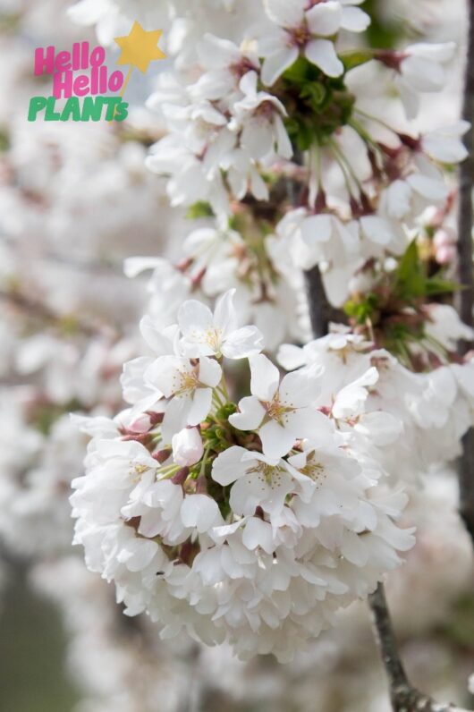 Prunus 'Subhirtella Alba' Weeping Cherry 1.8m 16" Pot