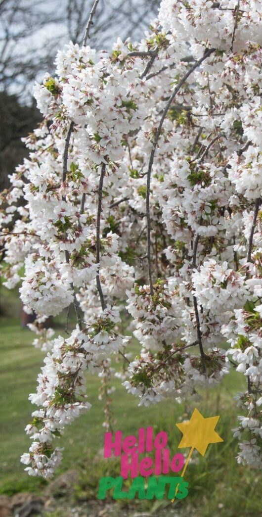 Prunus 'Subhirtella Alba' Weeping Cherry 1.8m 16" Pot