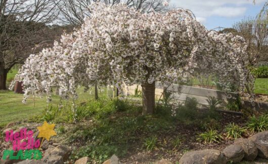 White Weeping Cherry Tree