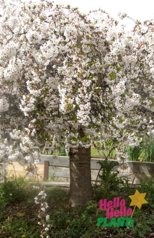 Hello Hello Plants Nursery Melbourne Victoria Australia Prunus Subhirtella alba White Weeping Cherry advanced_garden_feature_shade tree thick trunk