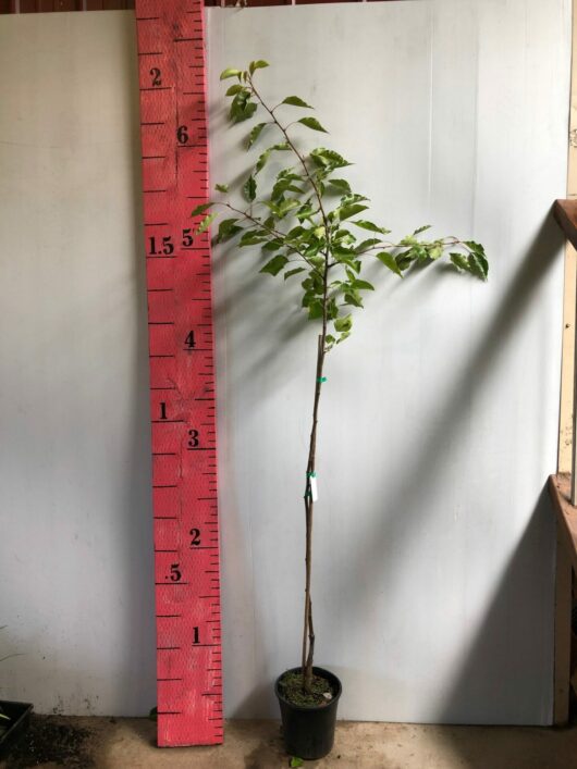 A young Pyrus 'Aristocrat' Ornamental Pear tree, approximately 5.5 feet tall, measured against a red measuring stick inside a shed, is growing in an 8" pot.