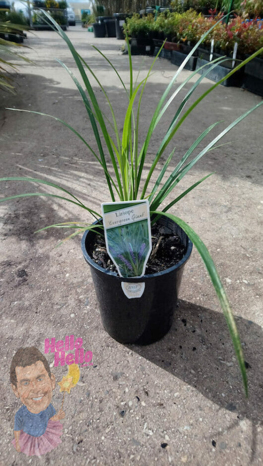 Liriope Muscari Evergreen Giant 6" Pot