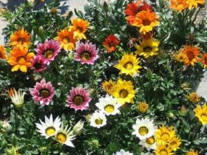 A group of colorful Gazania 'New Day Mix' 6" Pot flowers in a pot.
