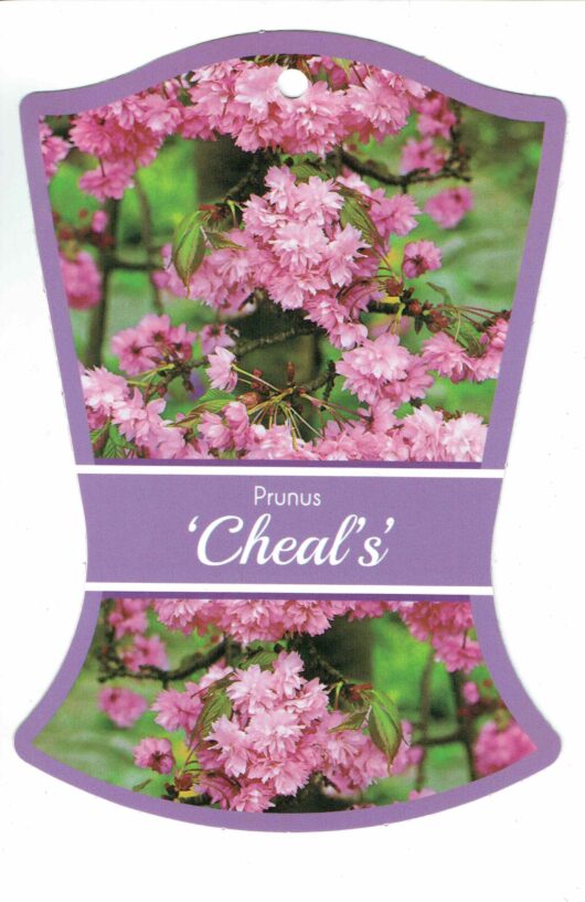 The sentence already contains the product name "Prunus 'Cheals' Weeping Cherry," so no replacement is necessary. The sentence remains:

"A label featuring an image of pink cherry blossoms with the text 'Prunus 'Cheals' Weeping Cherry' in the center against a purple background.