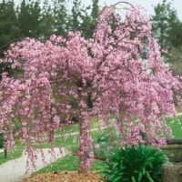 A Prunus 'Rosea' Pink Weeping Cherry tree in full bloom with cascading pink flowers is situated in a landscaped garden, complemented by a walkway and lush greenery in the background.