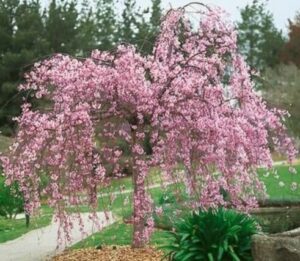 A Prunus 'Rosea' Pink Weeping Cherry tree in full bloom with cascading pink flowers is situated in a landscaped garden, complemented by a walkway and lush greenery in the background.
