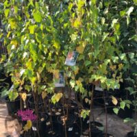 Silver Birch 8" Pot @ Hello Hello Plants