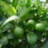 A tree with green leaves and limes growing on it.