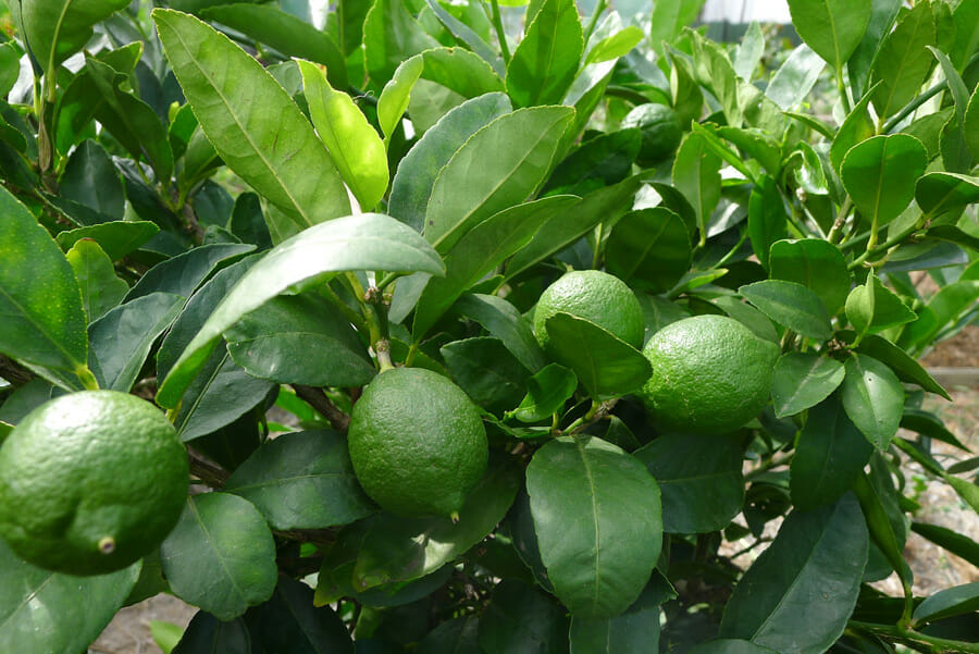 A tree with green leaves and limes growing on it.