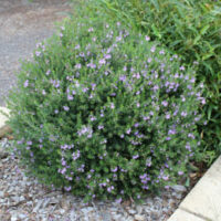 Westringia fruticosa 'Blue Gem™' 6" Pot
