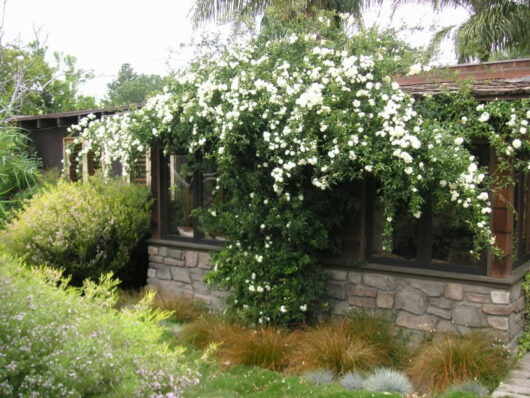 A house with Banksia Rose 'White' 6" Pot growing on the side of the house.