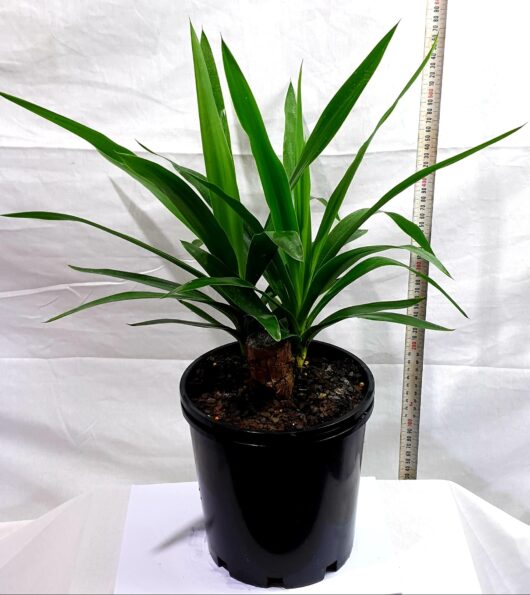 Yucca elephantipes 'Stick Yucca' 8" Pot