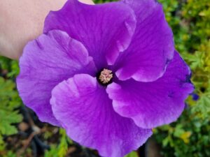 A close-up of the Alyogyne 'West Coast Gem' from a 7" pot highlights its textured purple petals against lush green foliage, held in hand.