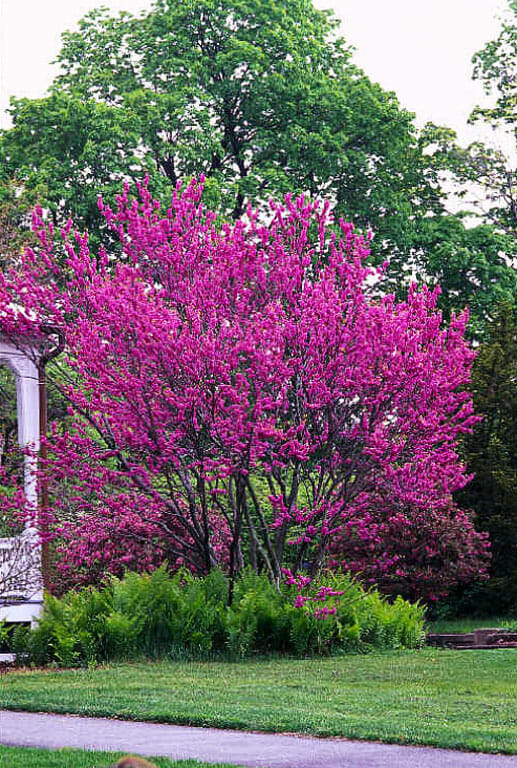 Chinese Redbud Mature Tree