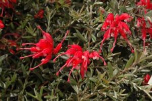 A Grevillea 'Billy Wings' 6" Pot with red flowers and green leaves.