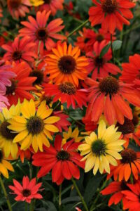 A bunch of Echinacea 'Cheyenne Spirit' Coneflower 8" Pot in a garden.