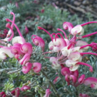 Pink and white flowers on a Grevillea 'Dwarf Greencape' 6" Pot.