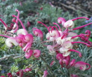 Pink and white flowers on a Grevillea 'Dwarf Greencape' 6" Pot.