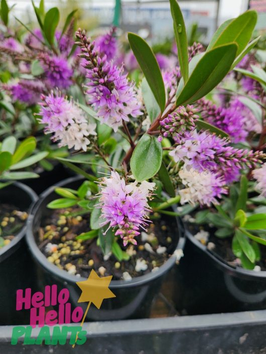 hebe inspiration in 6inch pots with bright purple and white fury flowers blooming