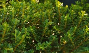 A close up of a Hebe 'Lemon and Lime' 6" Pot plant with green leaves.