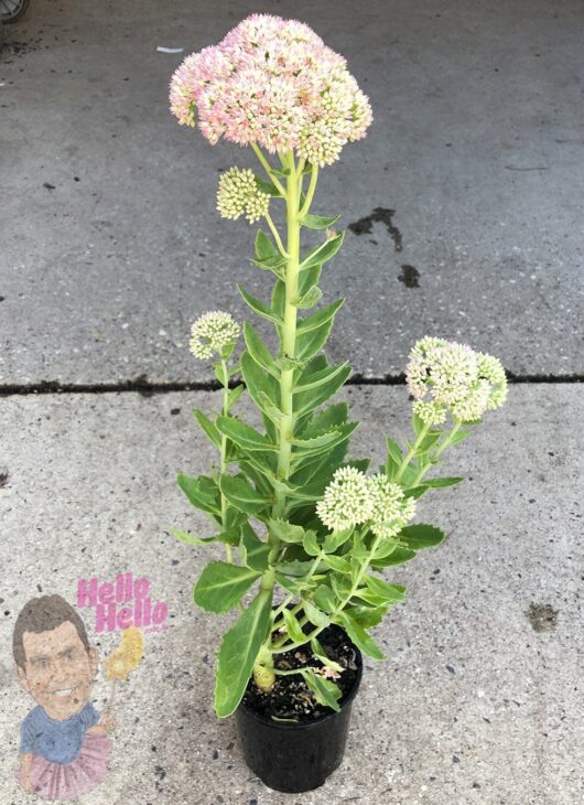 Sedum 'Autumn Joy' 6" Pot