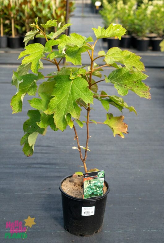 Hello Hello Plants Nursery Melbourne Victoria Australia Hydrangea quercifolia 'Oak Leaf Hydrangea' 8in Pot