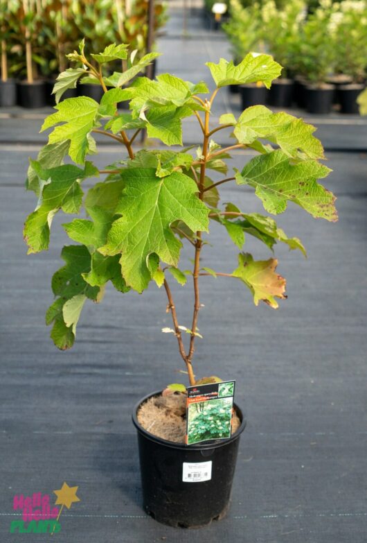 Hello Hello Plants Nursery Melbourne Victoria Australia Hydrangea quercifolia 'Oak Leaf Hydrangea' 8in Pot