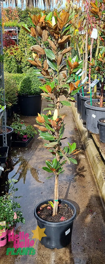 Hello Hello Plants Magnolia grandiflora ‘Little Gem’ 12in pot