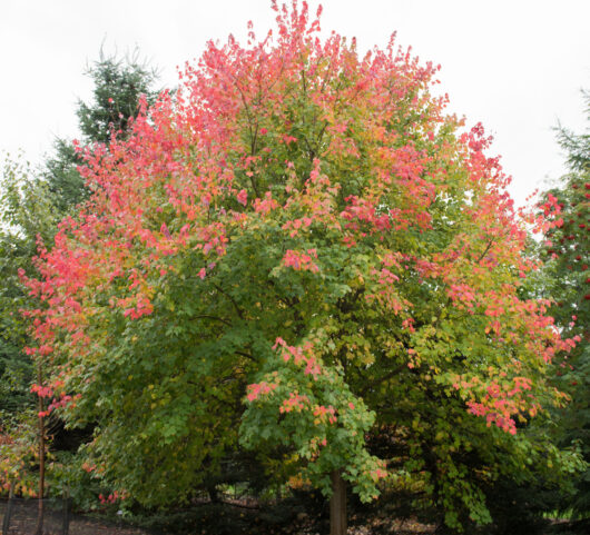Acer rubrum 'Red Maple' 13" Pot