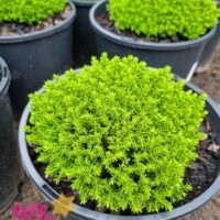 Hebe 'Emerald Green'