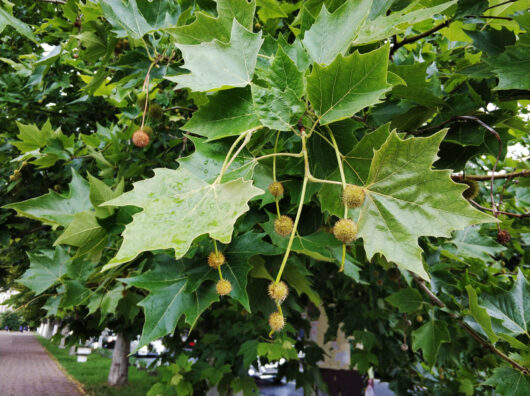 Platanus 'London Plane Tree' 7" Pot