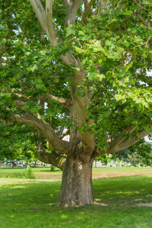 Platanus 'London Plane Tree' 7" Pot