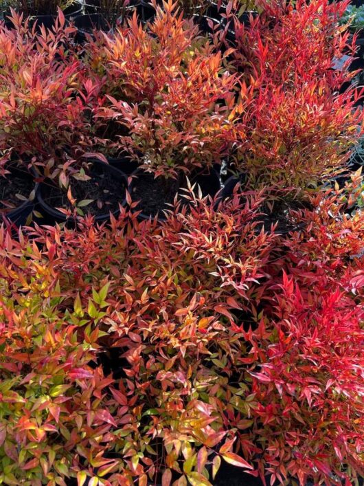 Nandina 'Moon Bay' 6" Pot