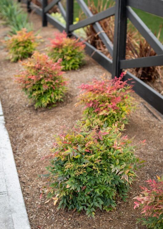 Nandina 'Moon Bay' 6" Pot