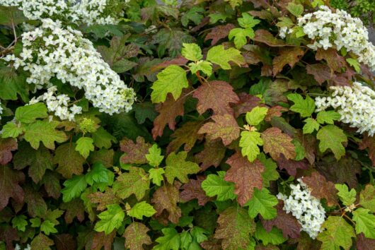 Hydrangea quercifolia 'Oakleaf'