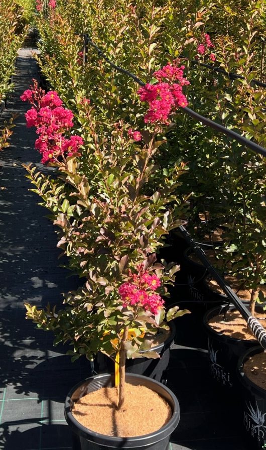 lagerstroemia indica tuscarora crepe myrtle hot pink in black 13inch pot