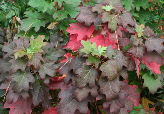 Hydrangea quercifolia 'Oakleaf'