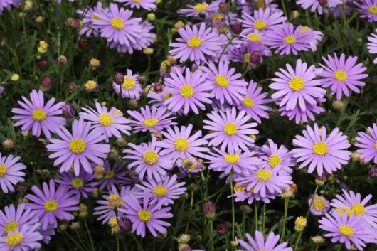 A field of Brachyscome 'Cut-Leaf Daisy Purple' 6" Pot flowers with yellow centers.