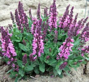 A Salvia 'Sensation Rose' 6" Pot with purple flowers in the dirt.