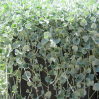 Dichondra 'Silver Falls'