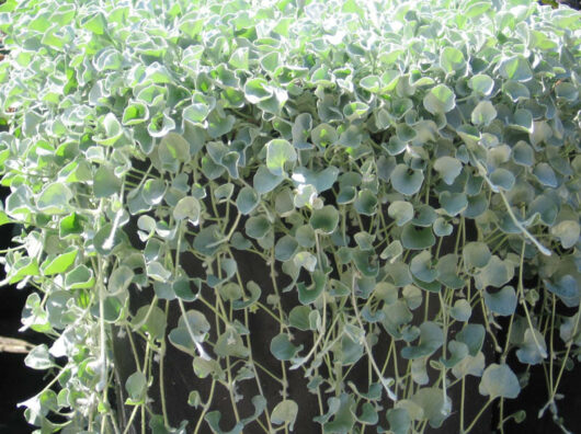 Dichondra 'Silver Falls' 6" Pot