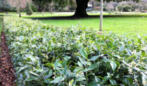 A Sarcococca 'Sweet Box Hedge' 8" Pot, also known as Sarcococca, consisting of lush green plants, beautifully lines the park.