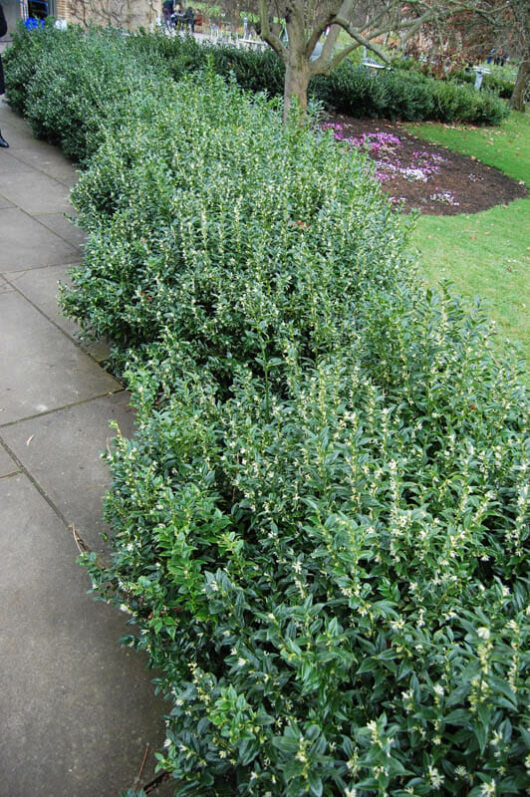 A group of people walking down a sidewalk next to a Sarcococca 'Sweet Box Hedge' 8" Pot.