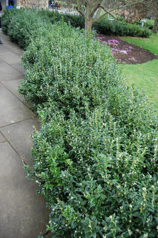 A group of people walking down a sidewalk next to a Sarcococca 'Sweet Box Hedge' 8" Pot.
