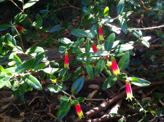 Correa 'Tucker Time Dinner Bells'