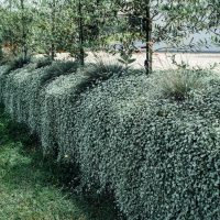 Trimmed hedge with interspersed Dichondra 'Silver Falls' trees in a garden.