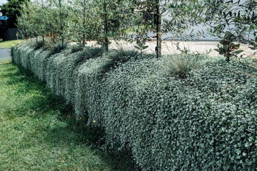 Trimmed hedge with interspersed Dichondra 'Silver Falls' trees in a garden.